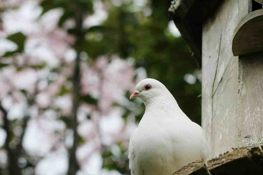 sandy-millar-pIifF2ljB6s-unsplash (1)